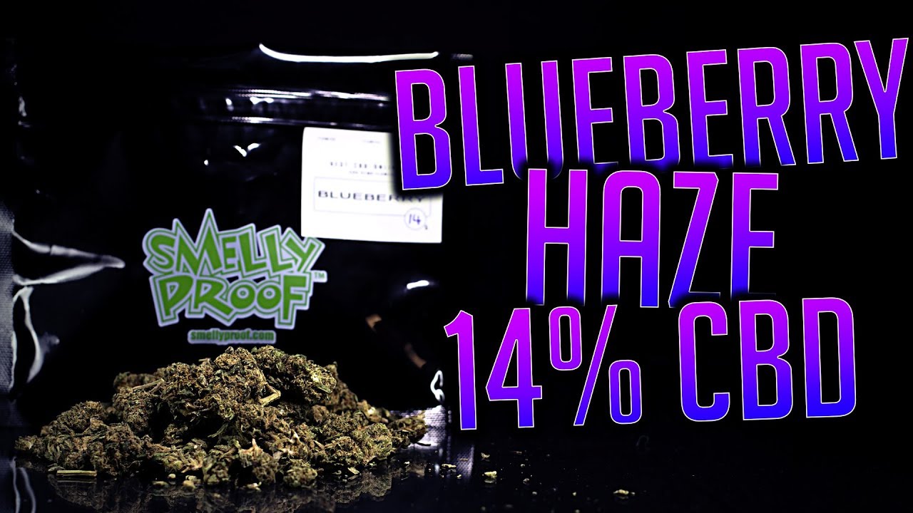 BLUEBERRY HAZE 14% CBD | BEST-CBD-ONLINE