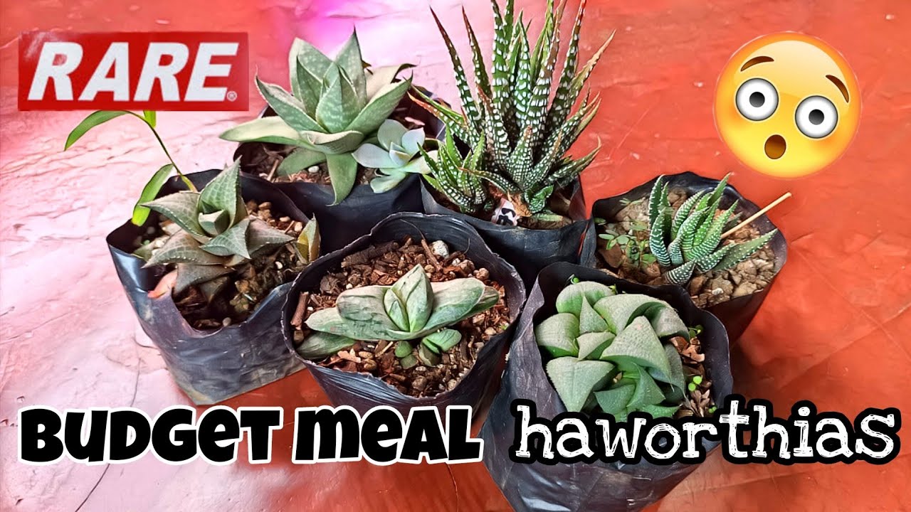 Haworthia Sellers in Benguet I Recommend