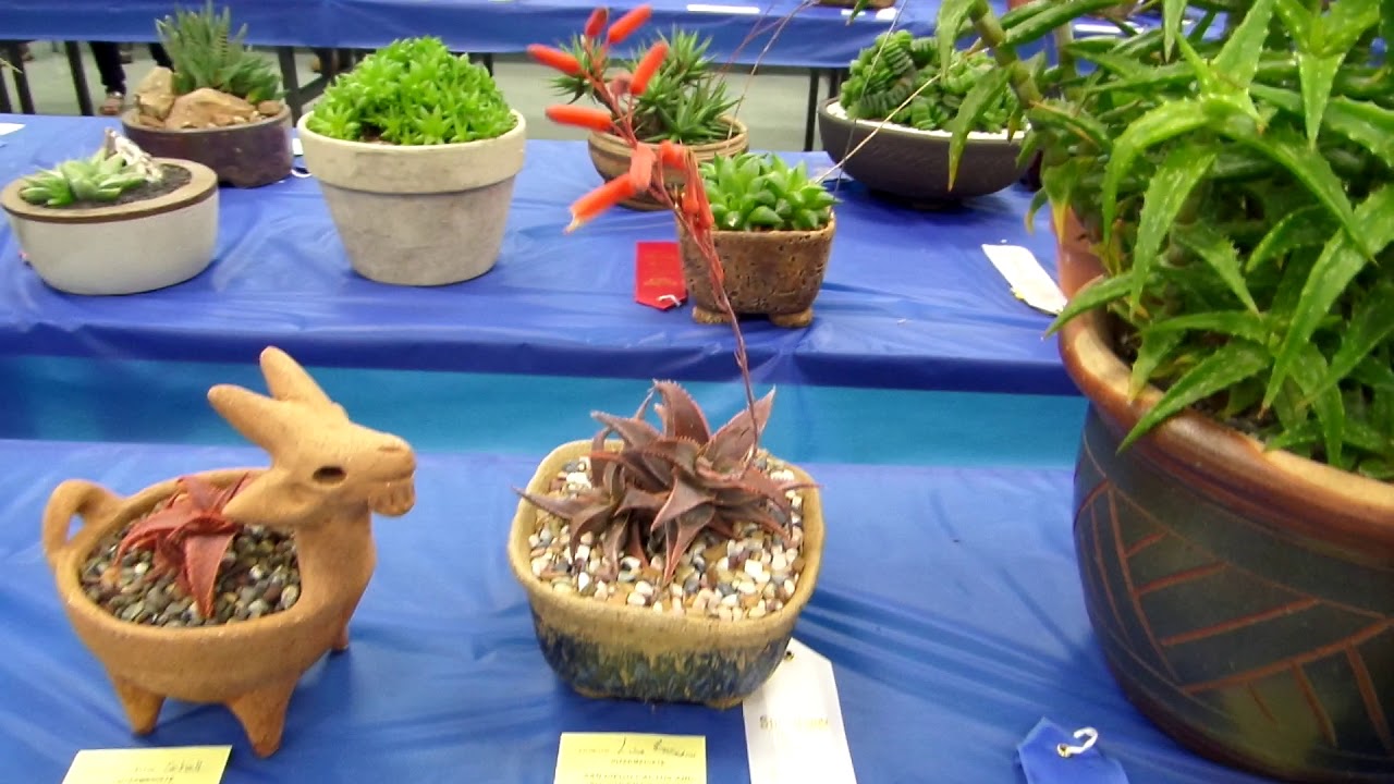 San Diego Cactus & Succulent Society Summer Show 2019 Pt. 4/6