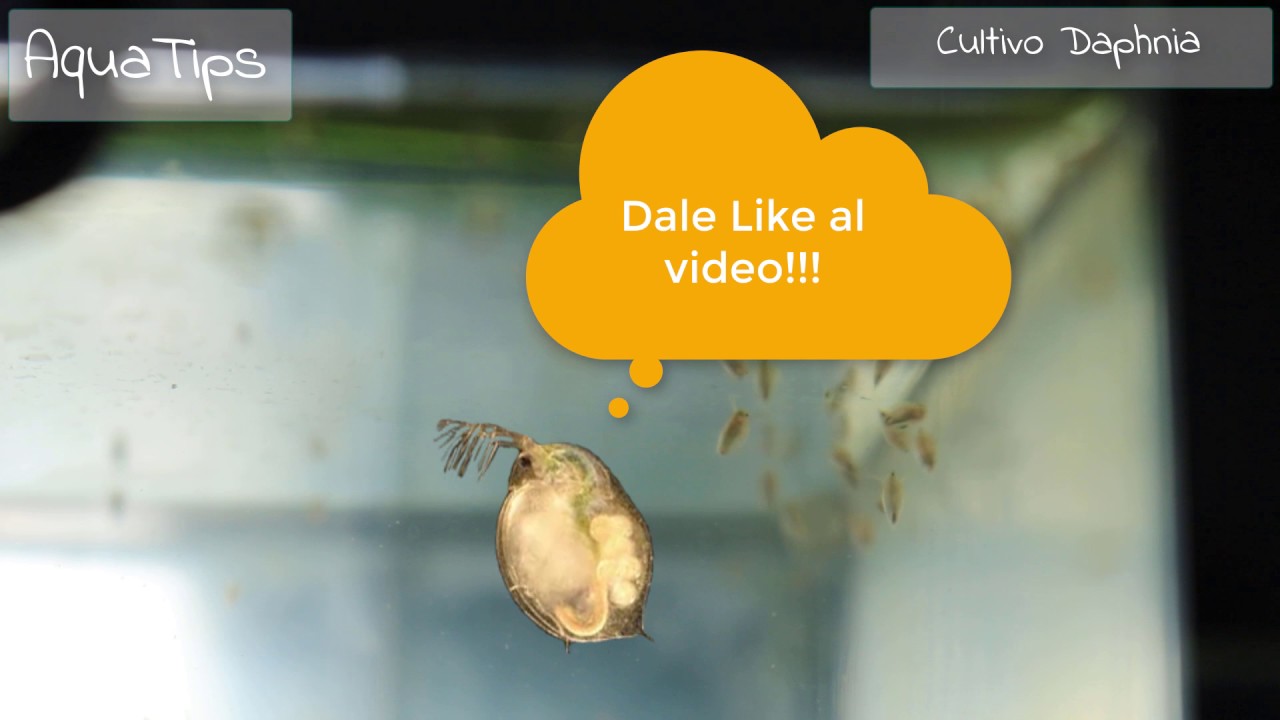 Cultivo de Daphnia: Alimento vivo para peces (dafnias, pulga de agua...) || AquaTips