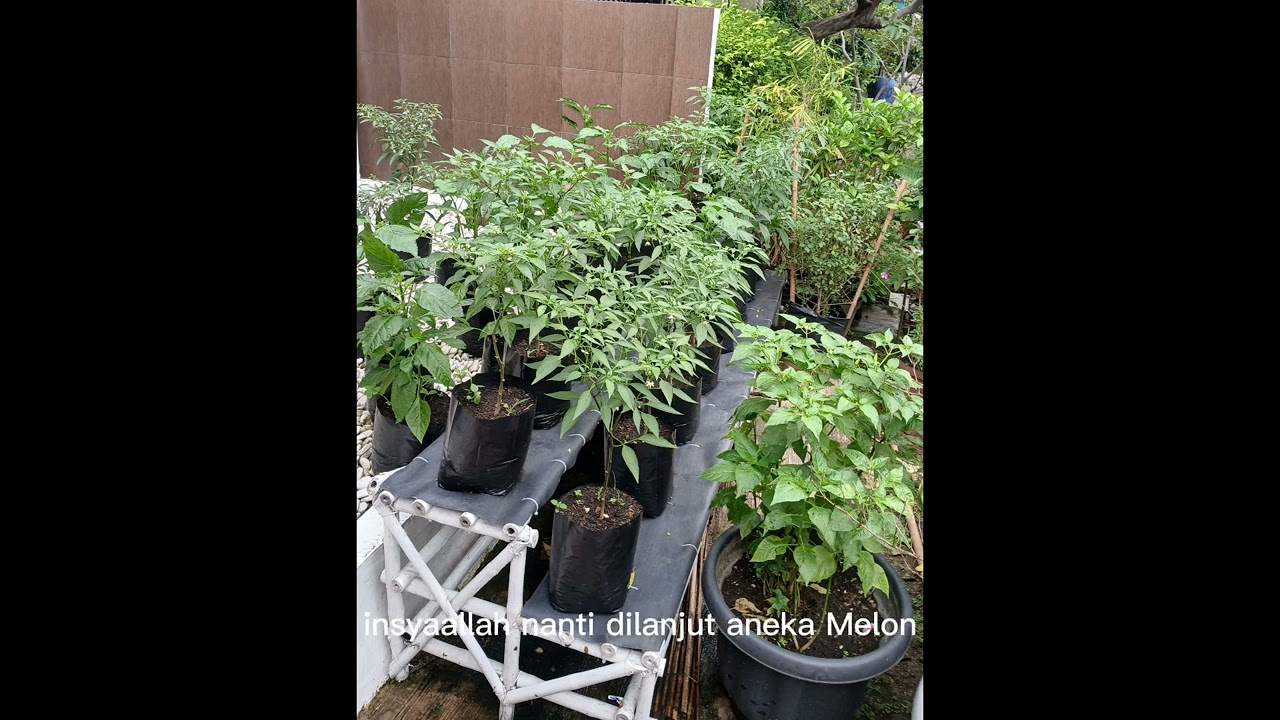 Ayo berkebun di Halaman rumah..