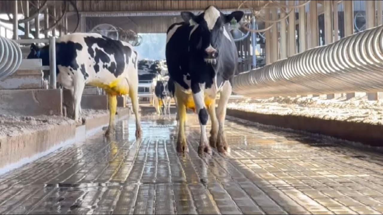 La finca mas limpio del estado! Cuenta  alrededor de 14,000 vacas lecheras!! 