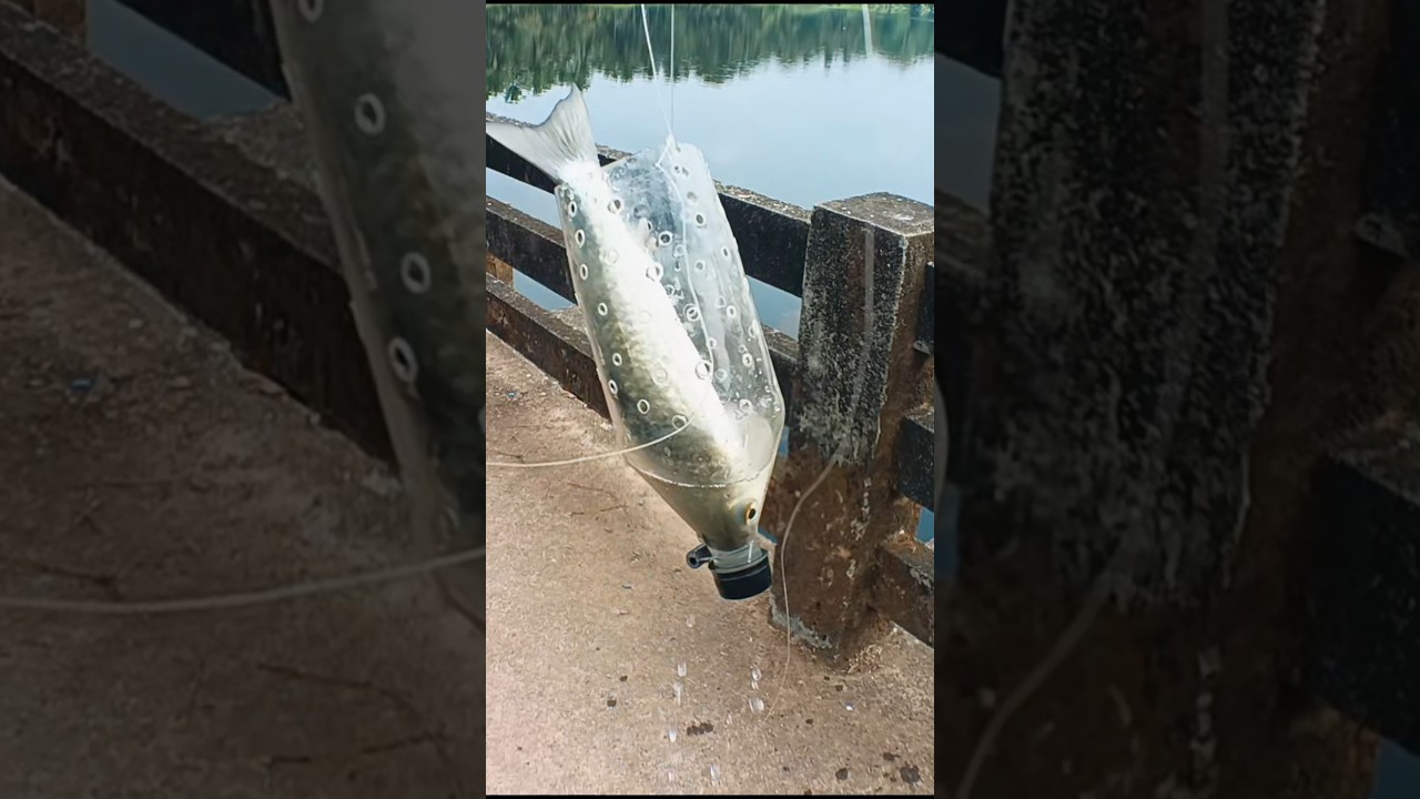 Bottle fishing || bottle fish trap techniques || mullet fishing in bottle || mullet fishing #shorts