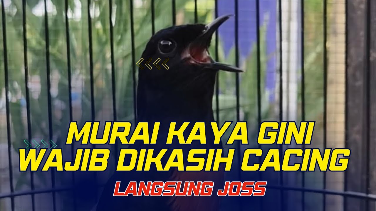 PERTANDA MURAI KAMU HARUS DIKASIH CACING ‼️ PEMULA WAJIB PAHAM ‼️