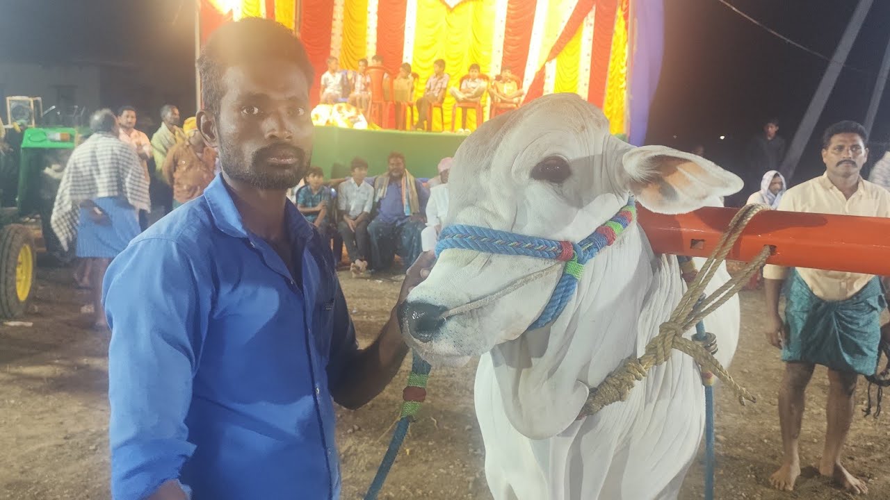 మాచవరం టచ్ పళ్ళ విభాగంలో 15వ జత