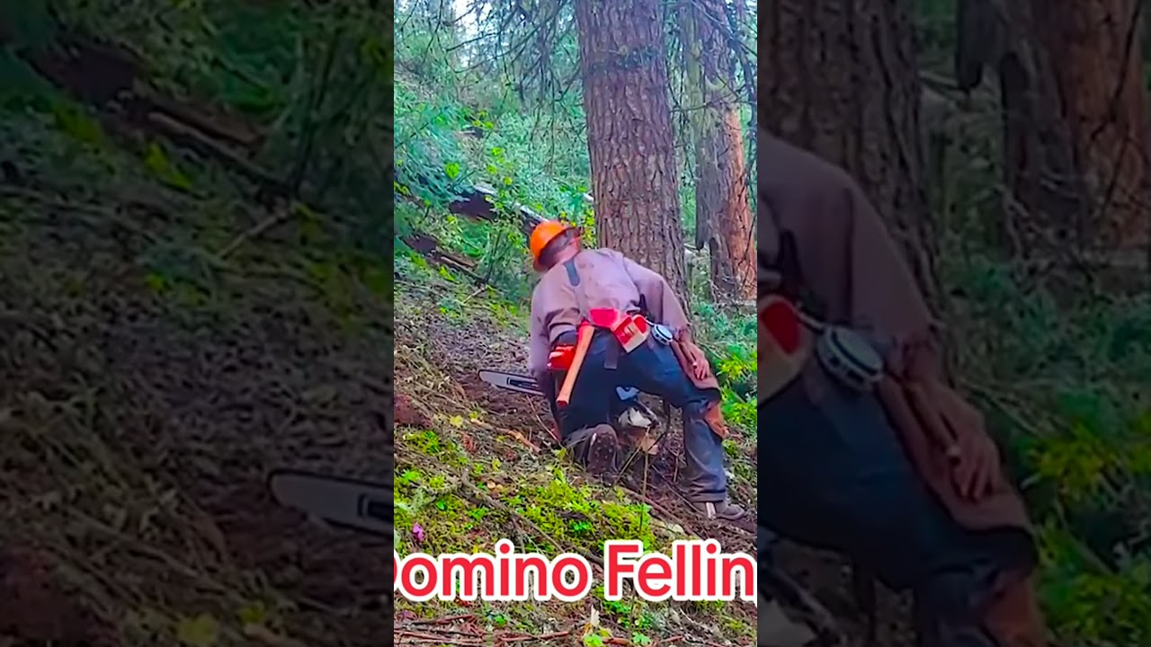 Excellent domino cutting technique #logging #logger #loggingvideos #lumberjack