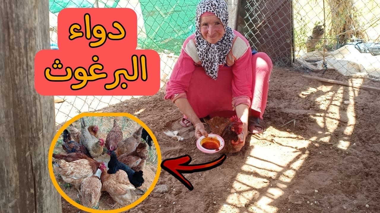 دواء البرغوت جمعة مشات توكل الدجاج لقاتو عامر برغوت شنو الوصفة لي دارت ليها واش كاين شي بيض اليوم 😅