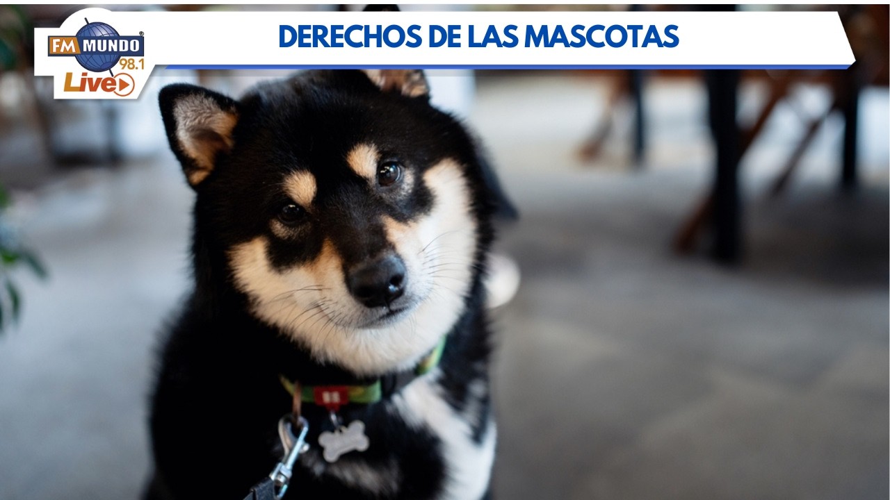 ¿Y mi perro puede entrar? Derechos de las mascotas en Ecuador