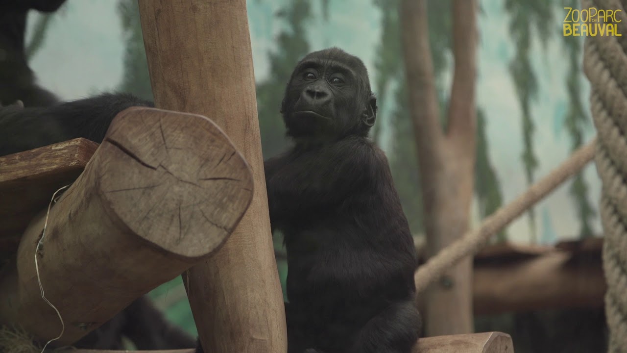 Et comment vont-ils nos grands singes ?