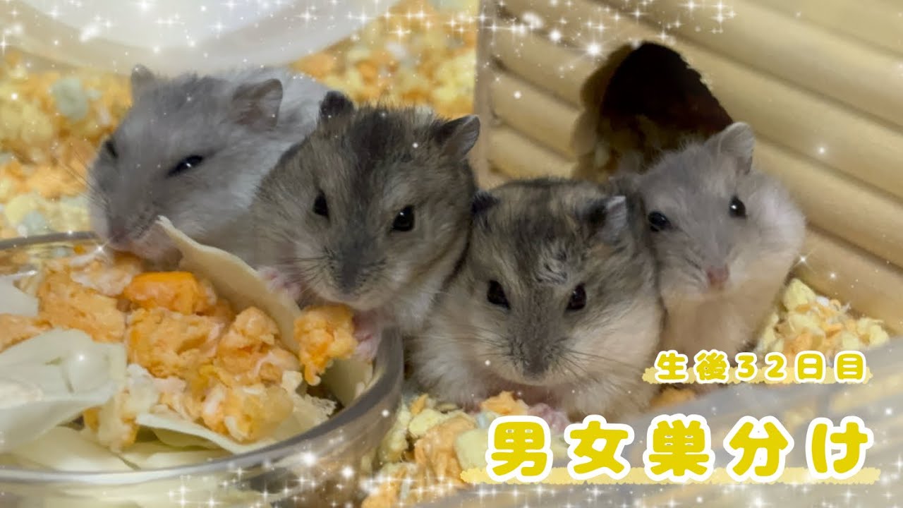 【生後32日目】男女巣分けと体重測定！〜ジャンガリアンハムスター
