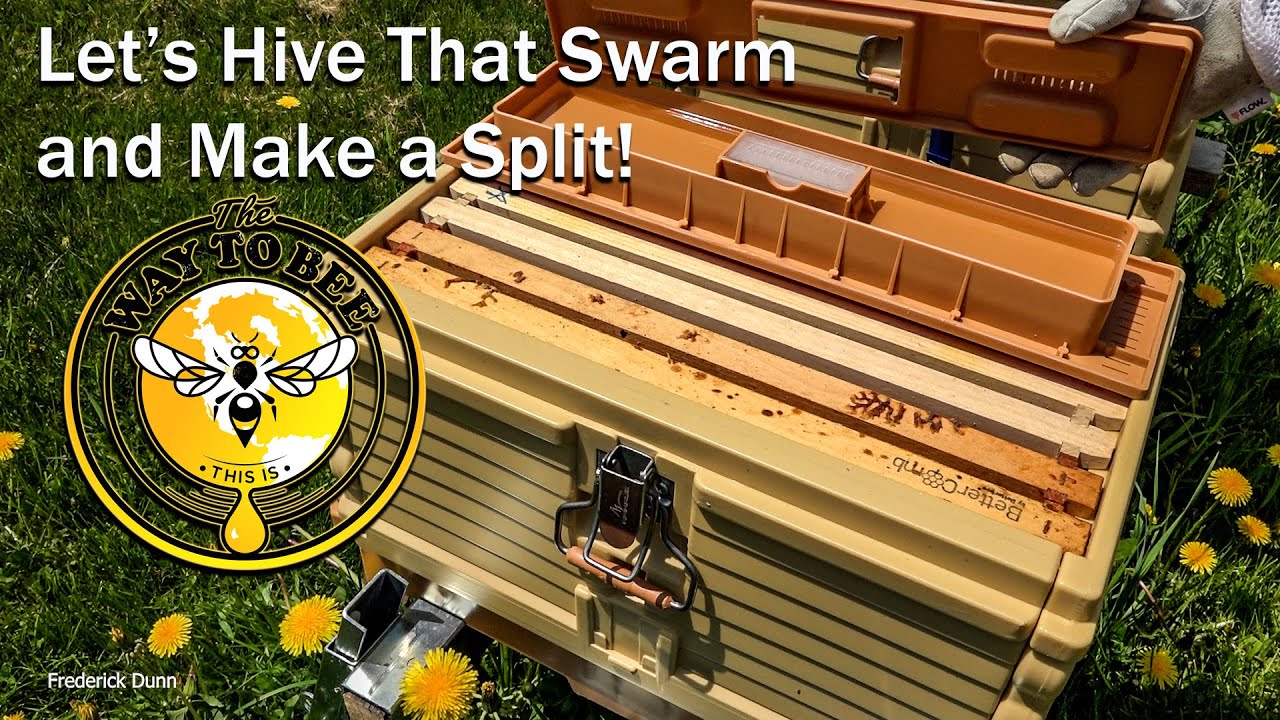 Hiving a Swarm and Making a Split, Apimaye 7 Frame Nuc, Swarm Follow-up and split to nucleus hive.