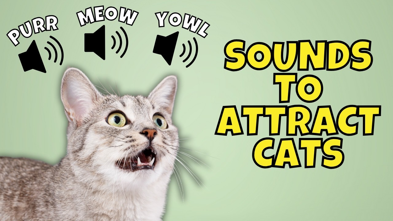 12 Types of Meows to Attract Cats 🐱🎶 | Cat Meowing Sounds Compilation