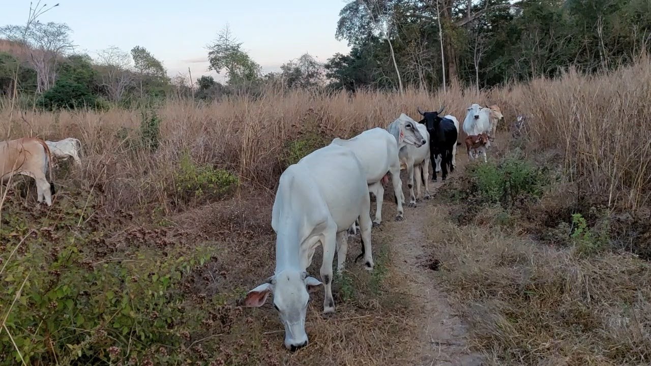 Un potrero con mucho pasto para las vacas, todo esto hicimos antes de meterlas | Soy Francisco V.