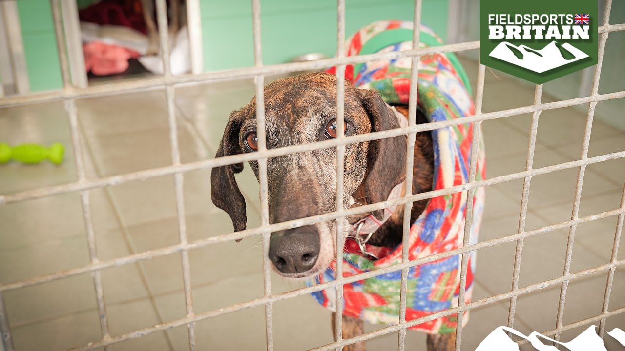 Как лейбористы планируют уничтожить приюты для собак