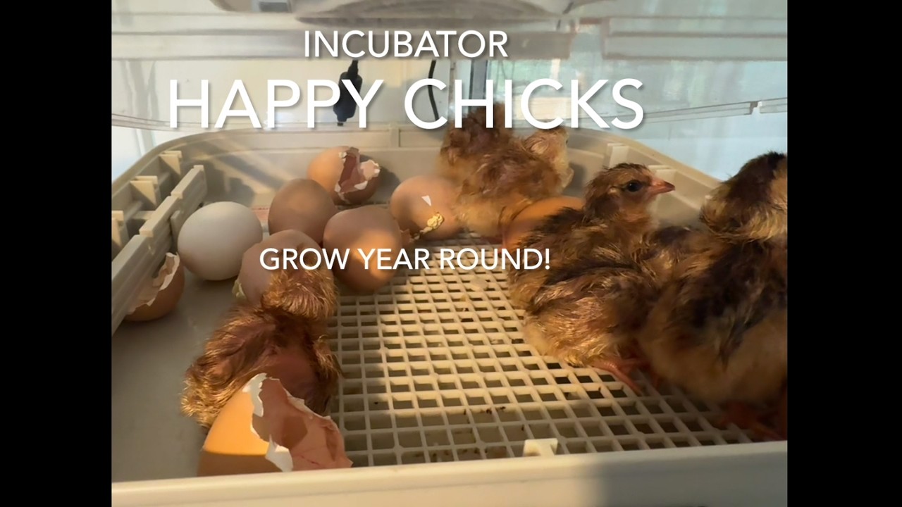 🐣 INCUBATING CHICKS  CHICKEN LOCKDOWN - EGGS FOR LIFE