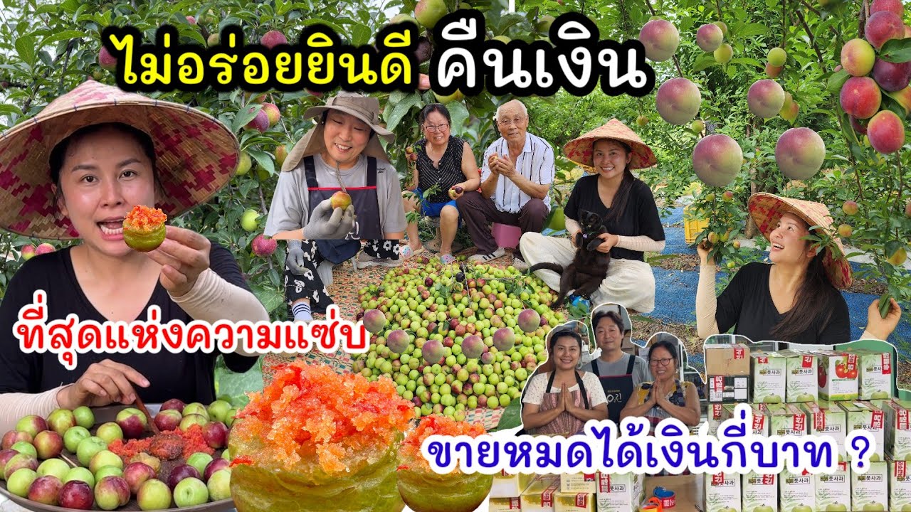 EP.969 รับประกันแห่งความแซ่บ ไม่อร่อยยินดีคืนเงิน !! ขายหมดสวนได้เงินกี่บาท ?