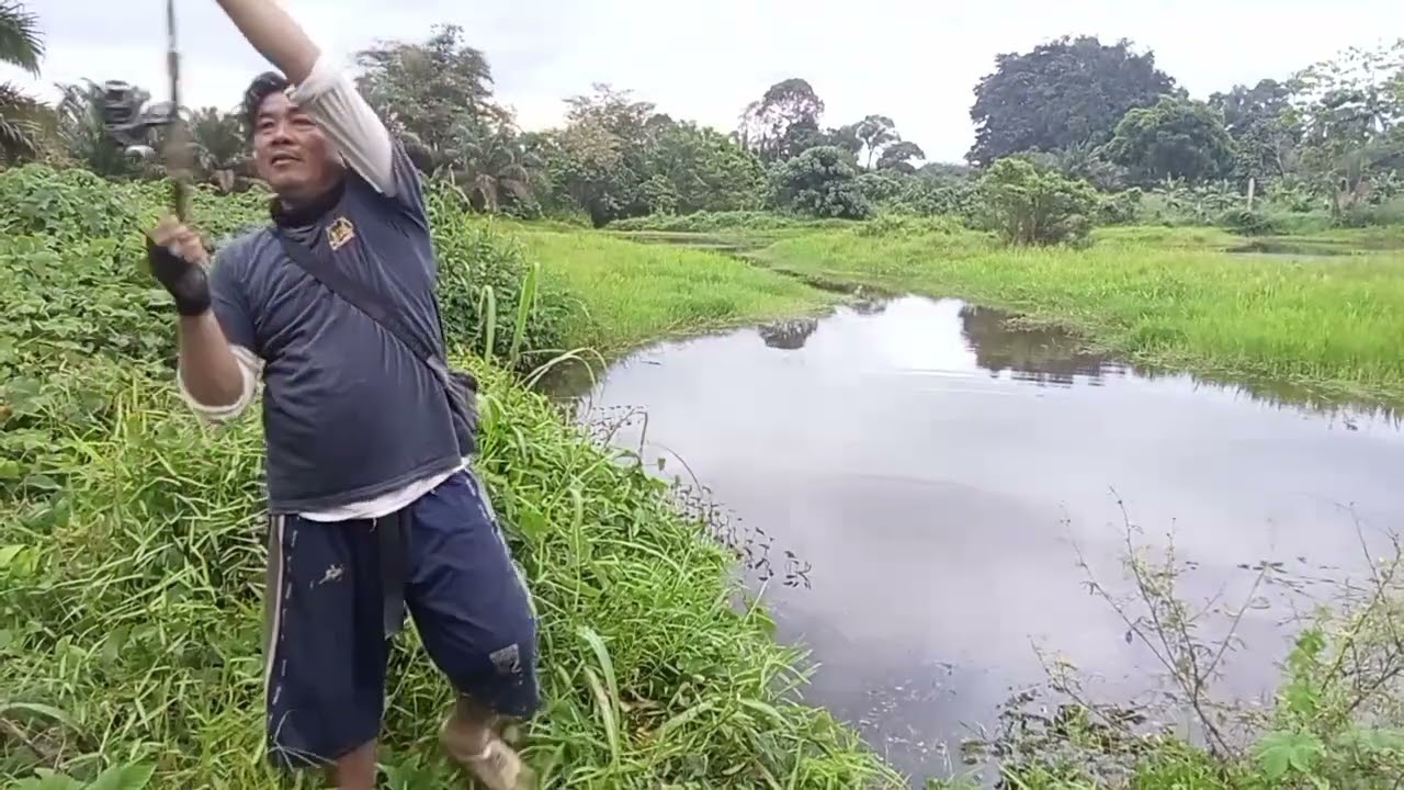 Mancing gabus dasaran