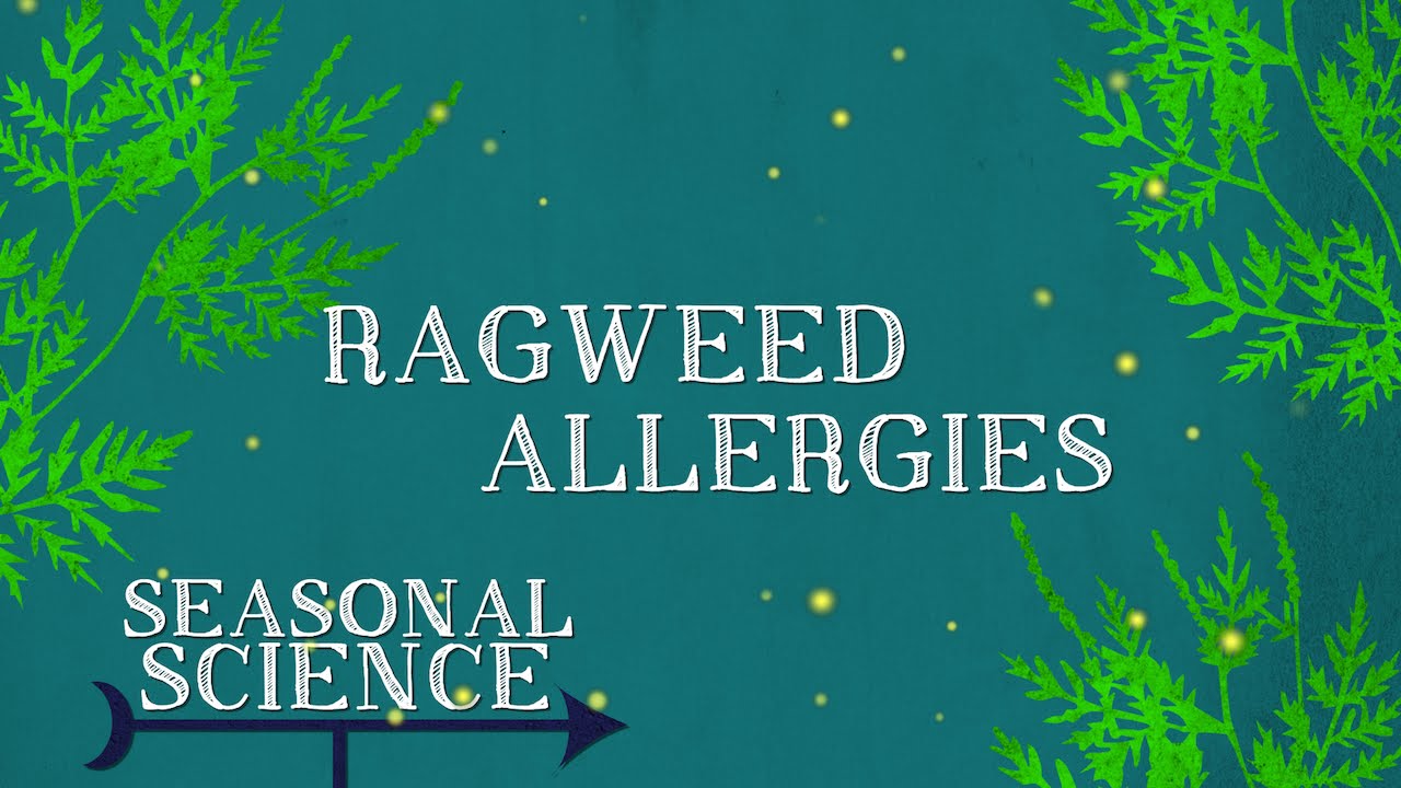 Ragweed Allergies | Seasonal Science | UNC-TV