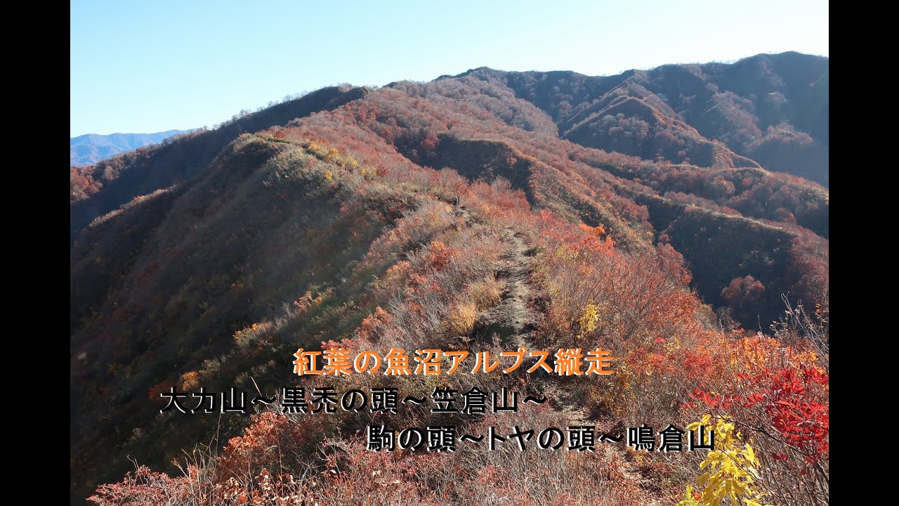 紅葉の魚沼アルプス周回　大力山～黒禿の頭～笠倉山～駒の頭～トヤの頭～鳴倉山