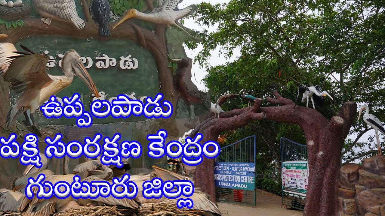ఉప్పలపాడు పక్షి సంరక్షణ కేంద్రం,గుంటూరు జిల్లా|Uppalapadu Bird Sanctuary, Uppalapadu,Guntur District