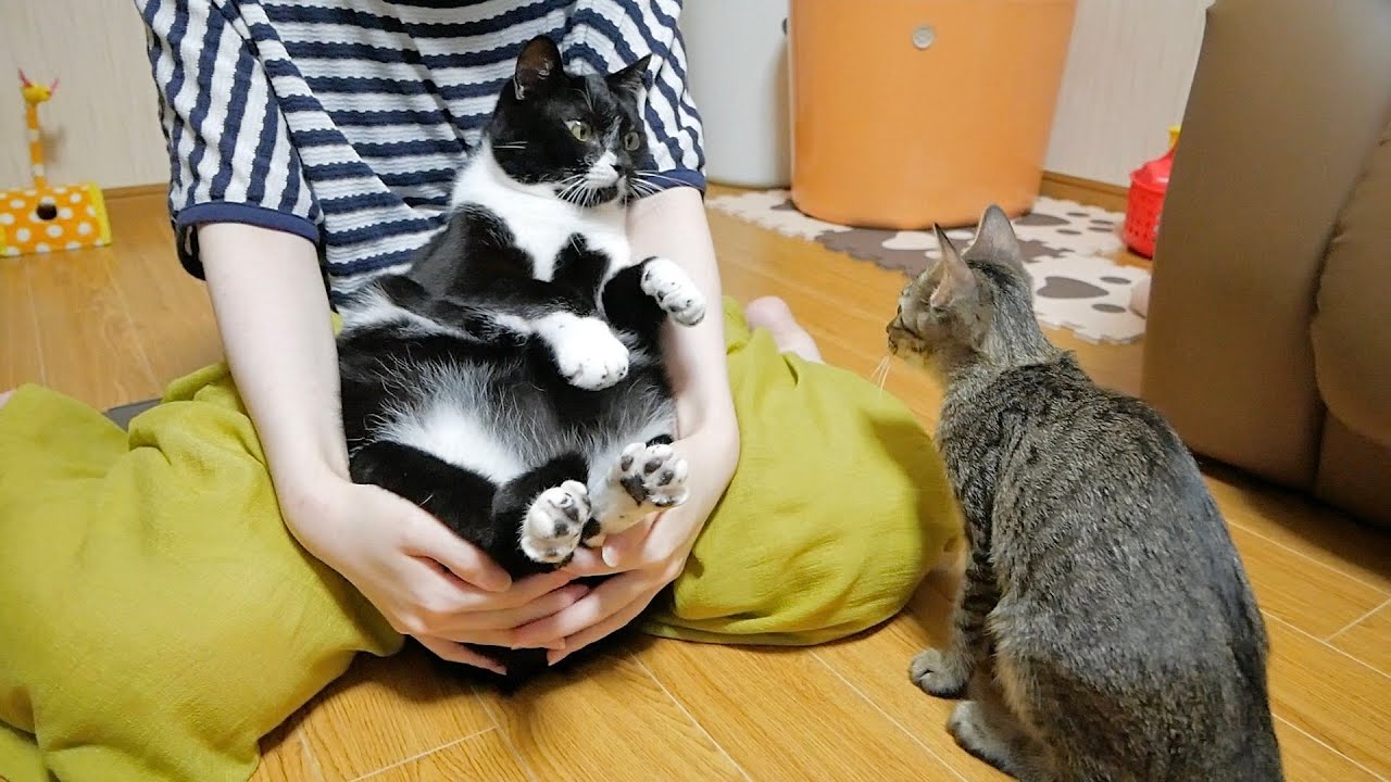 先輩猫を抱っこしたら子猫が嫉妬してしまいました。
