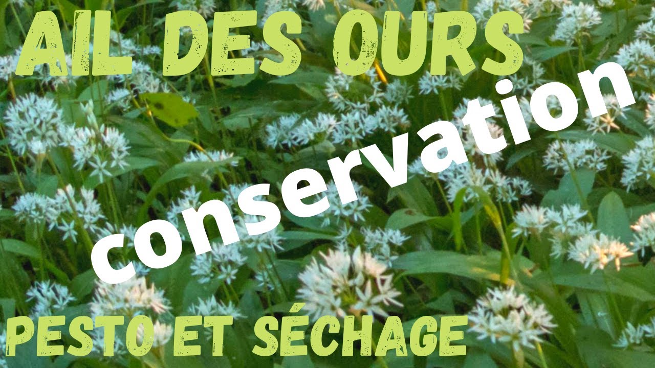 Ail des ours - Pesto et séchage  (Vive le sauvage comestible)