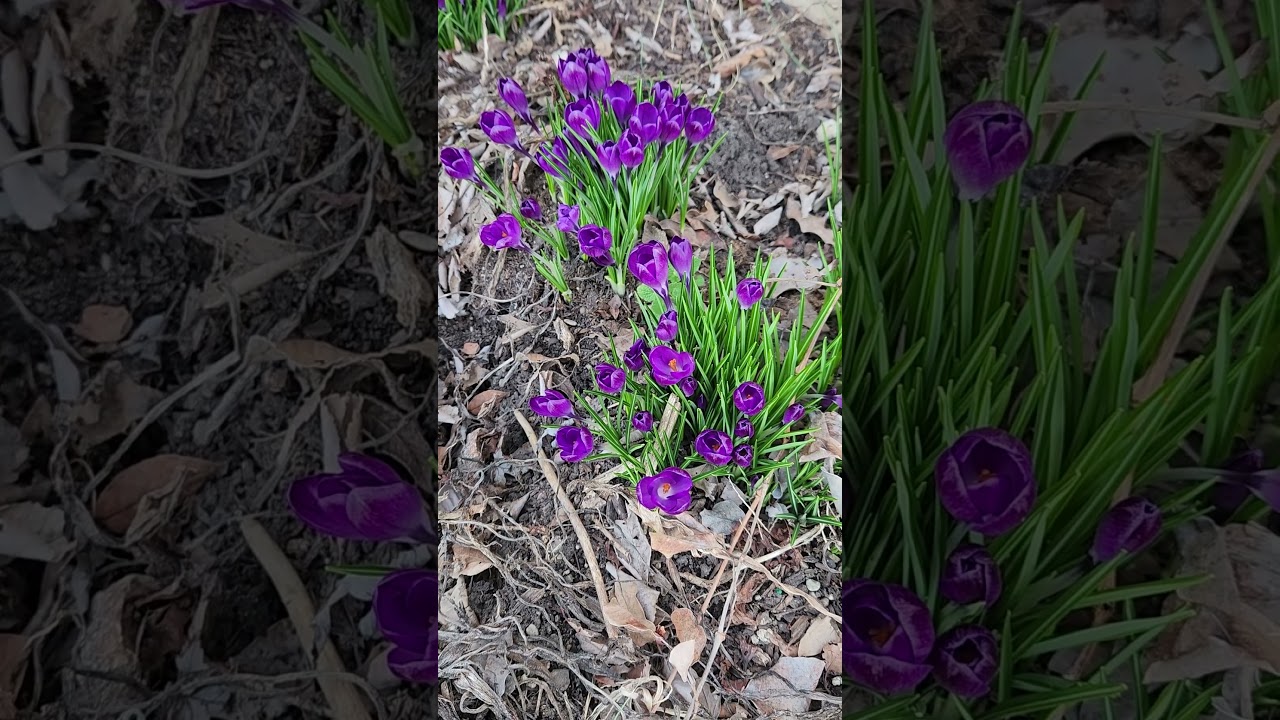 First flowers of Spring. In February.... 