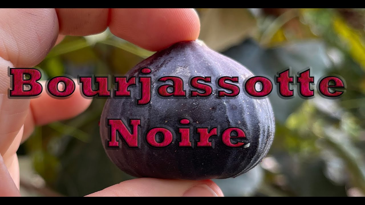 Bourjassotte Noire - A well known French fig variety