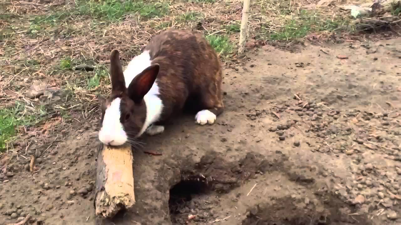 AMAZING rabbit tunnels! Must see!