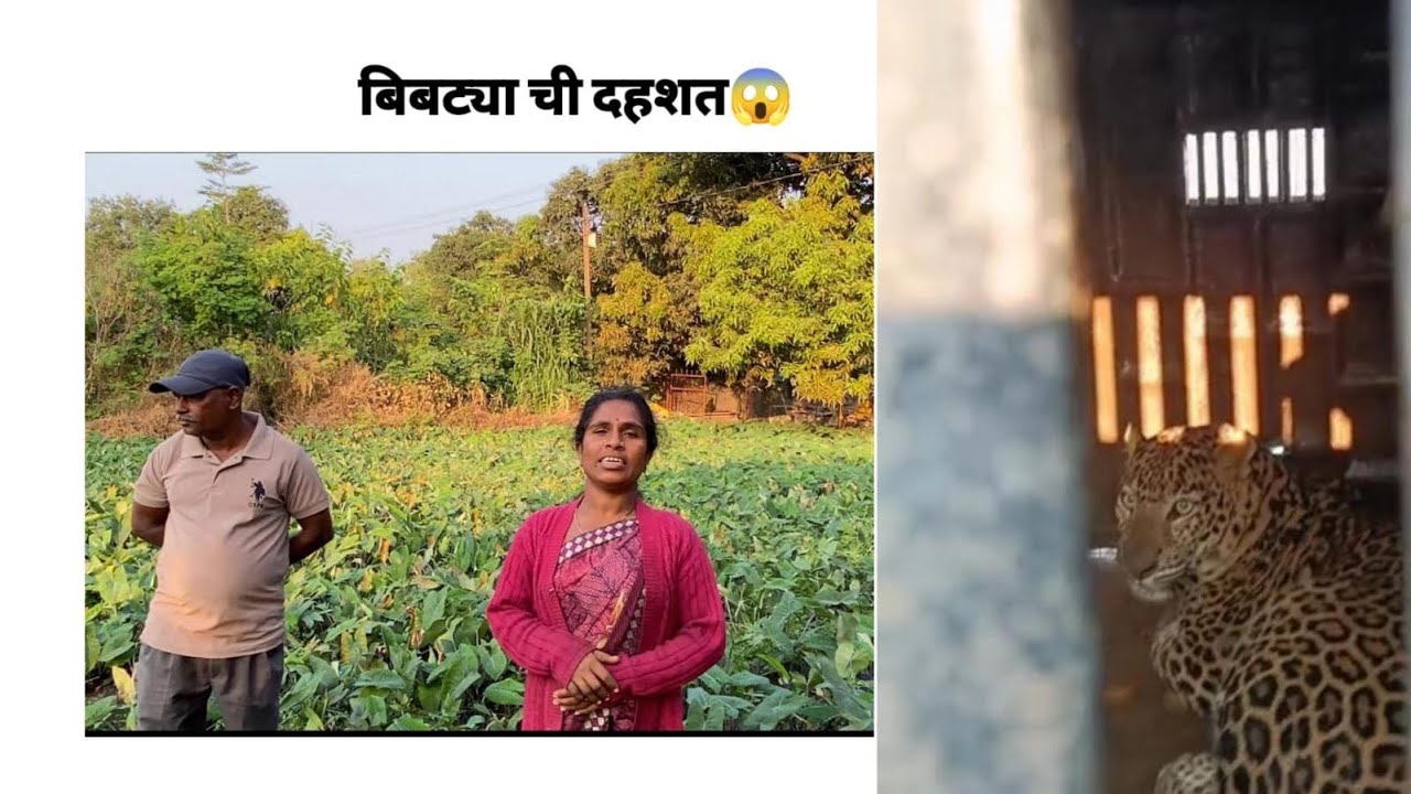 😱बापरे😳🐆घरापर्यंत आला बिबट्या 🤦‍♀️🫢वनाधिकाऱ्यांना बिबट्या पकडण्यात यश 🫡