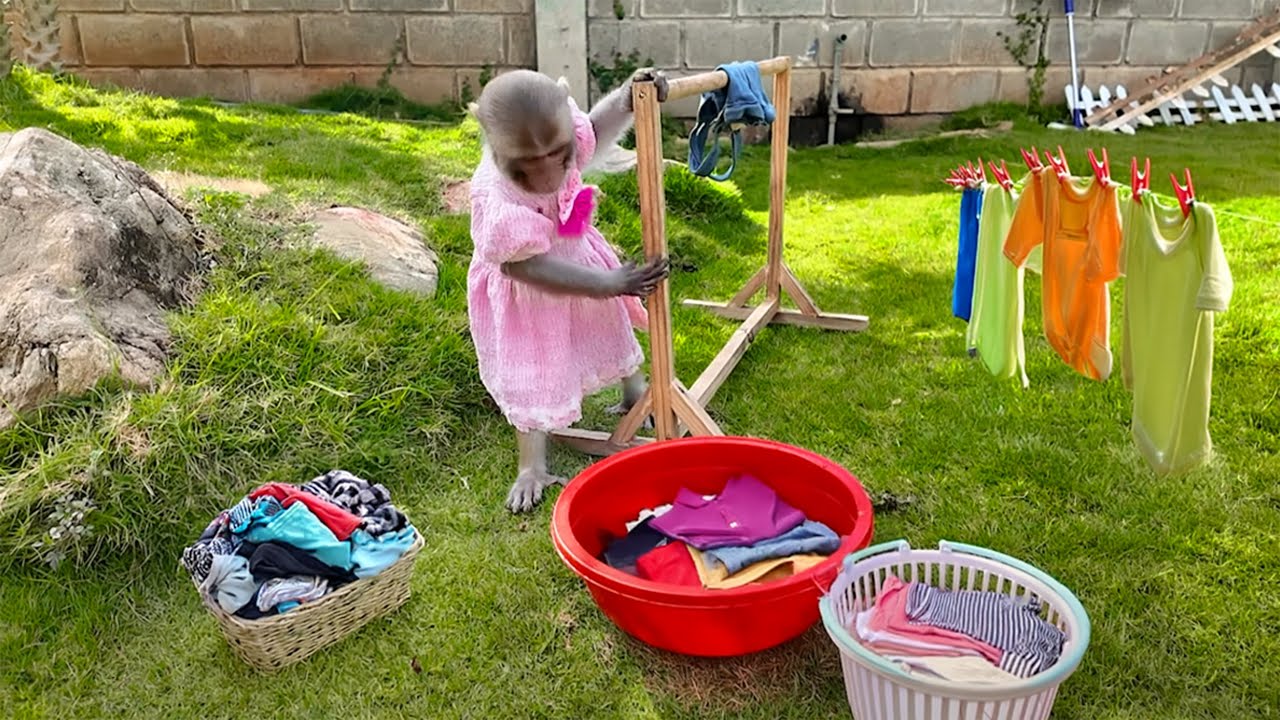 Smart Monkey YiYi washes clothes for his friends but