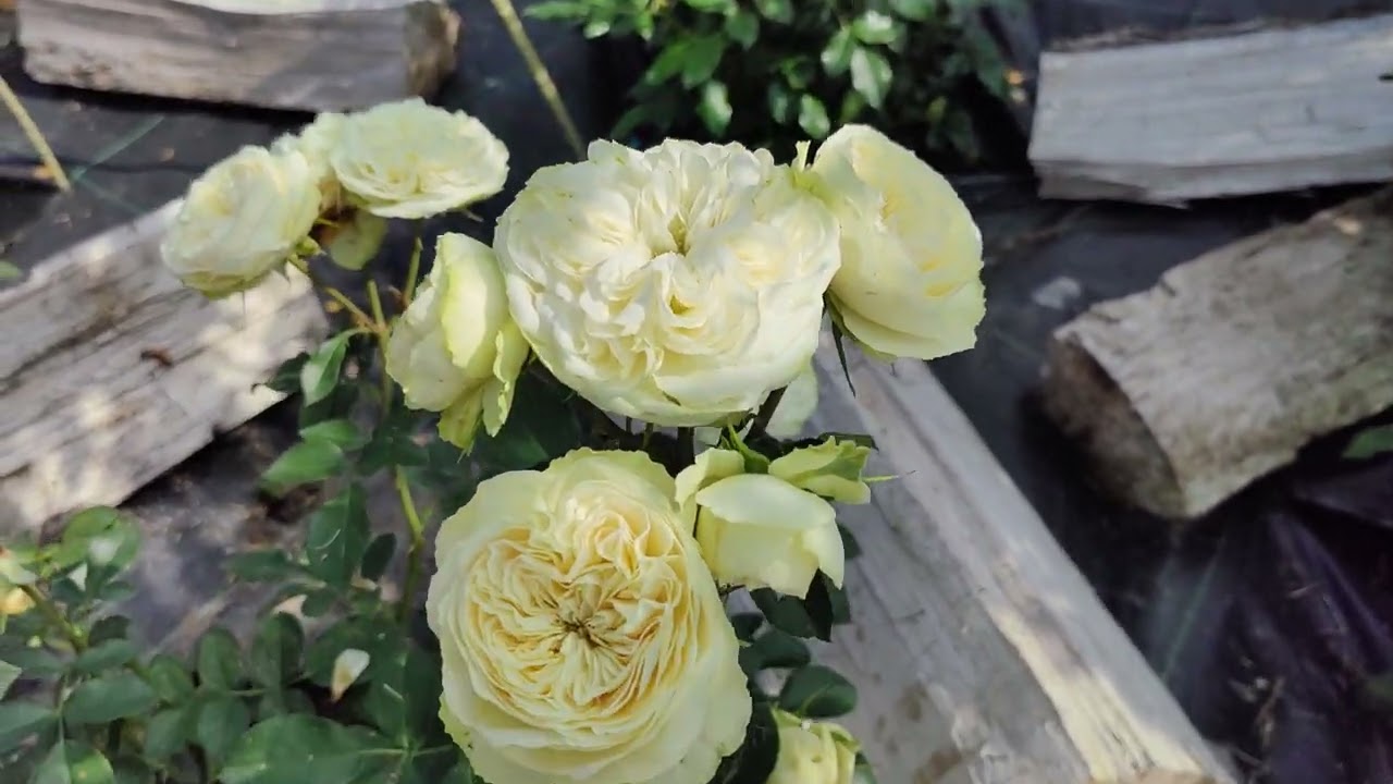Свадебные розы Викториан веддинг #розы #flowergardening #флористика #романтика #сад