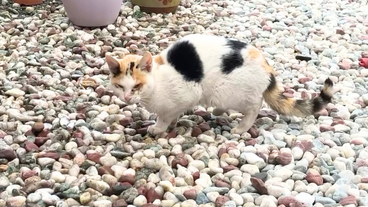 野良猫「てんちゃん」確かにここにいました