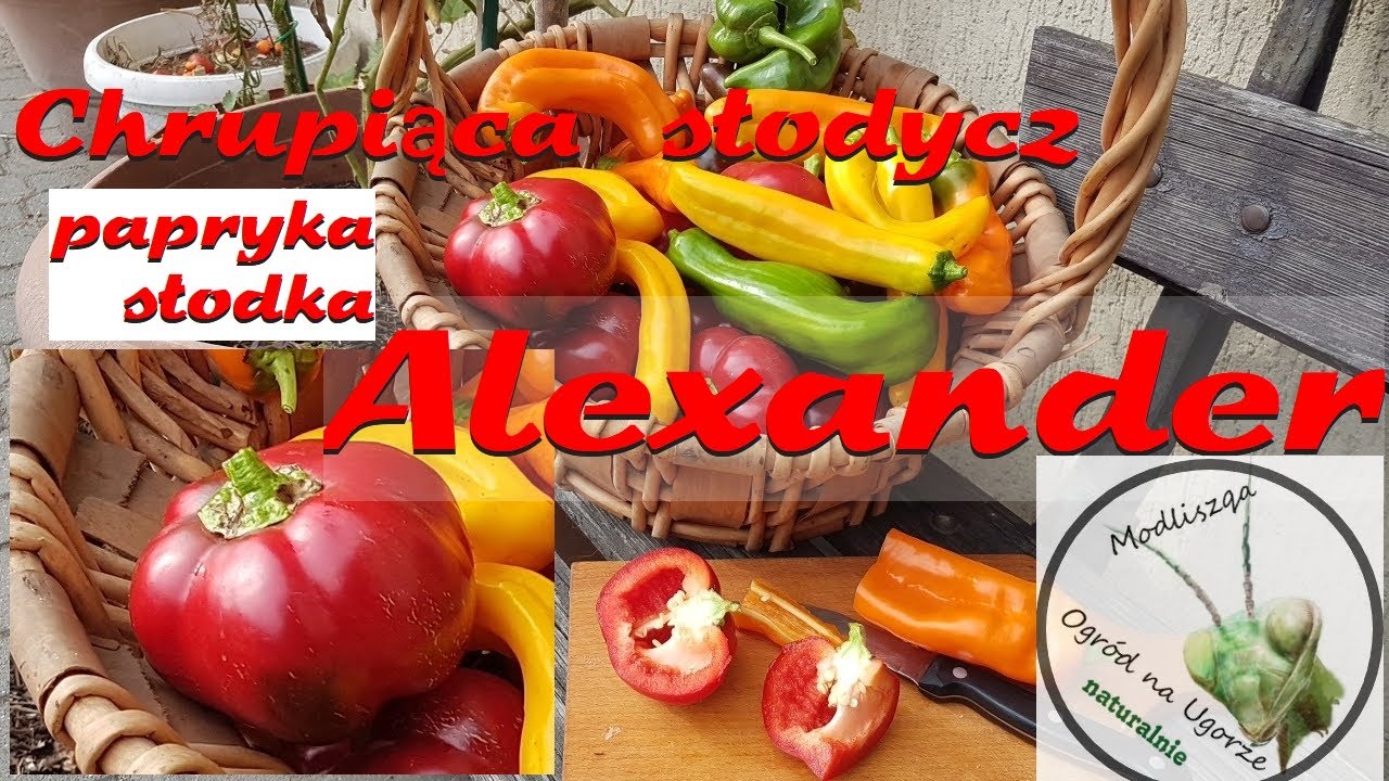 Papryka ALEXANDER -słodycz na talerzu