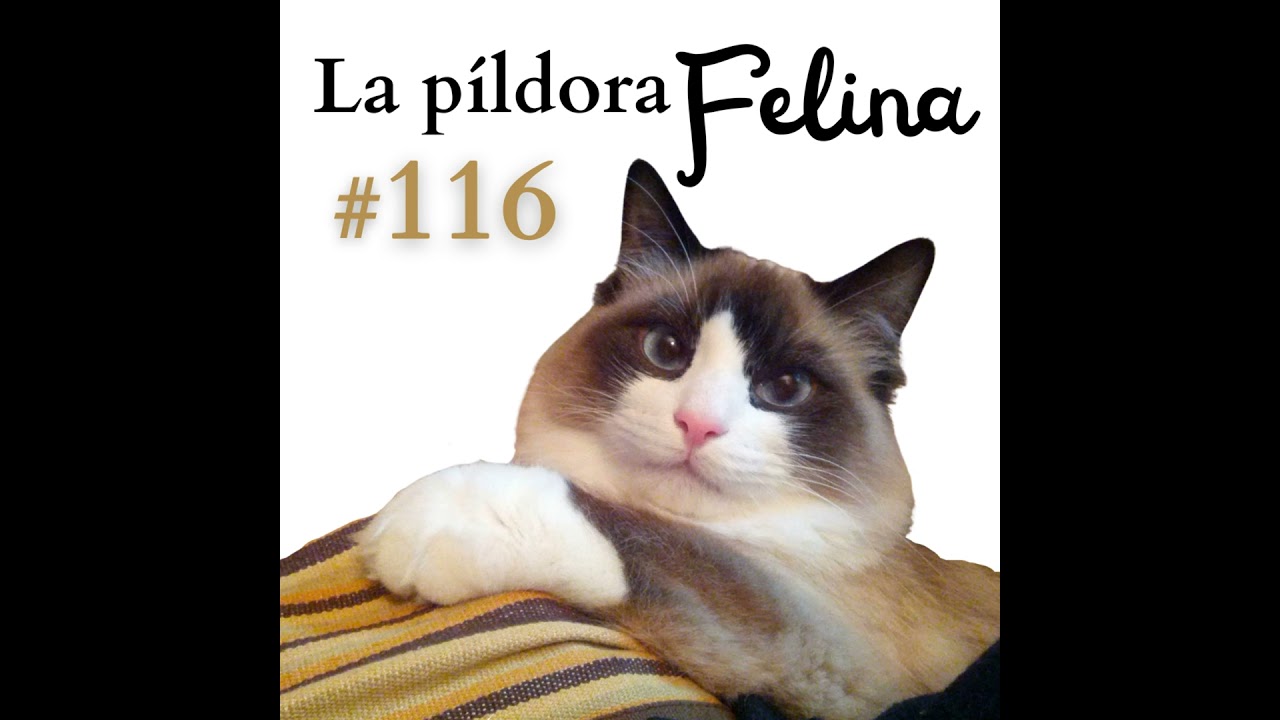 116. Linfoma en gatos