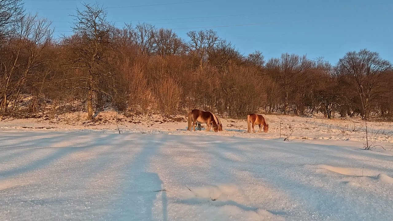 Todorci- Srpsko Slovenska Mitologija