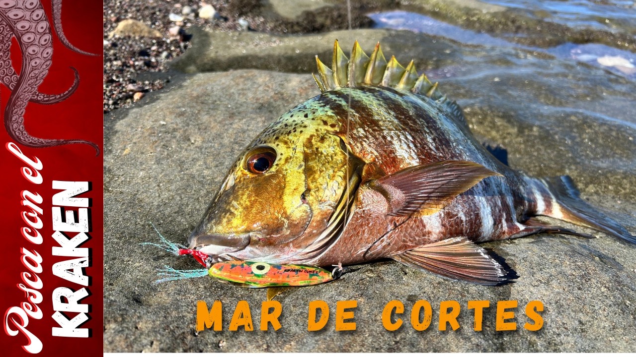 PESCA DE PARGO EN EL GOLFO DE CALIFORNIA | SNAPPER FISH
