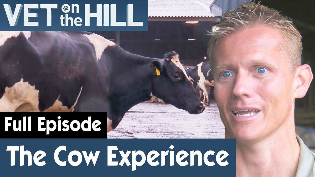 🐮 Dr Scott Digs 'Deep' To Find A Pregnant Cow | FULL EPISODE | S02E11 | Vet On The Hill
