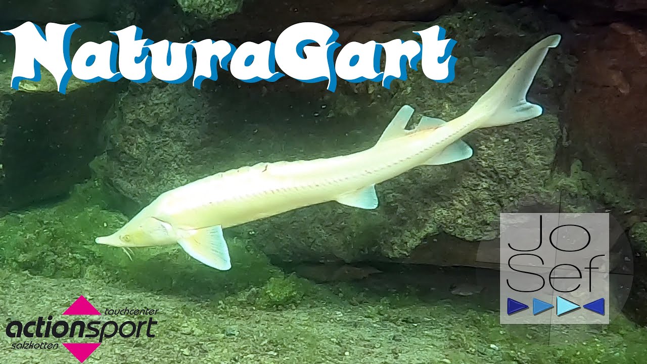 Tauchen im NaturaGart | Störe | Ibbenbüren 2023