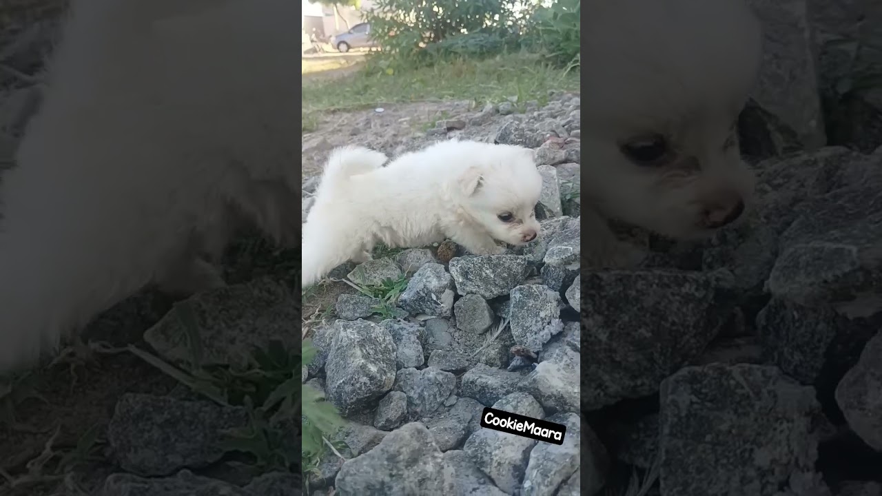 Cute Puppy......              #pomeriandog #cutedog #doglovers #instagram #instadogs #dog #puppy