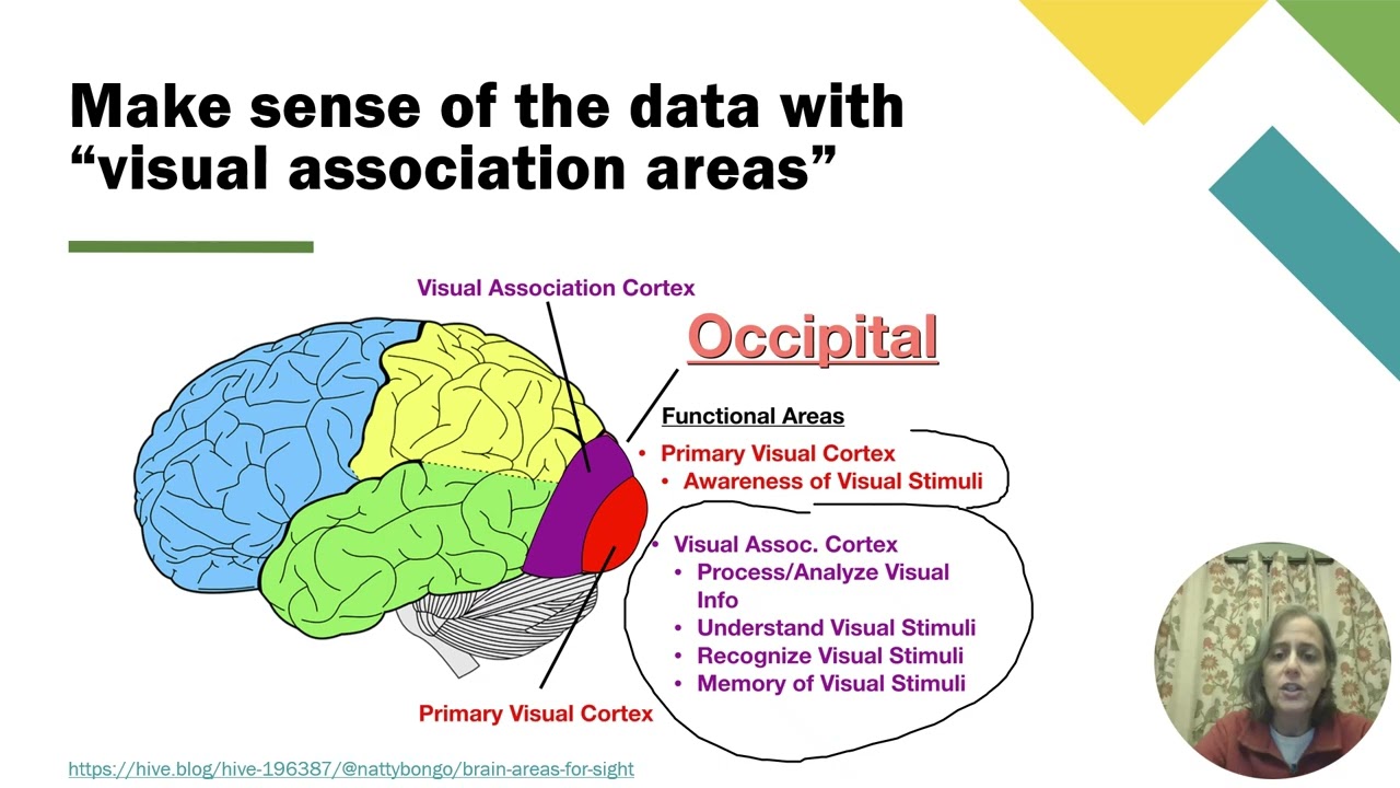 10c Vision Part 2   Neurophysiology   Perception