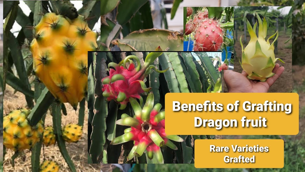 Benefits of Grafting Dragon Fruit and some rare varieties like Black, baby cerado, thick king etc