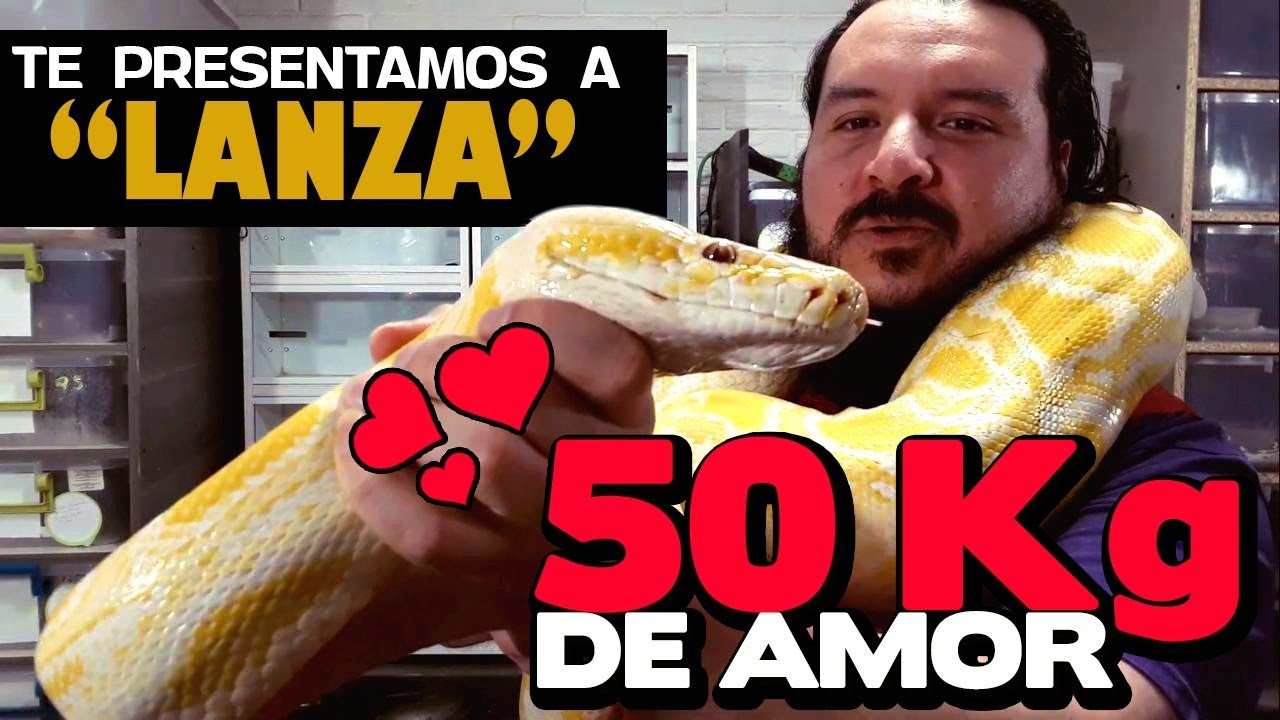El macho Burmes más grande de la familia (SERPIENTE INCONMENSUREBLE)