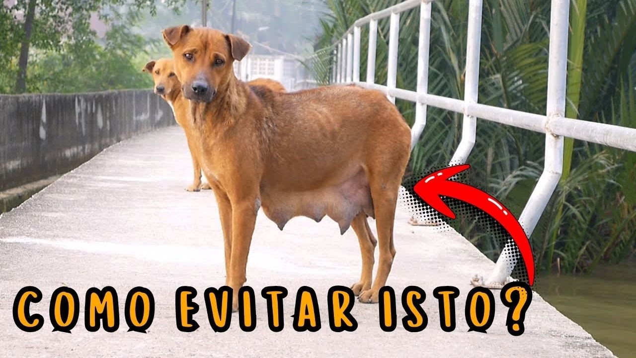 EVITAR CRIA DA CADELA COM INJEÇÃO ANTI CIO NÃO FAÇA ERRADO