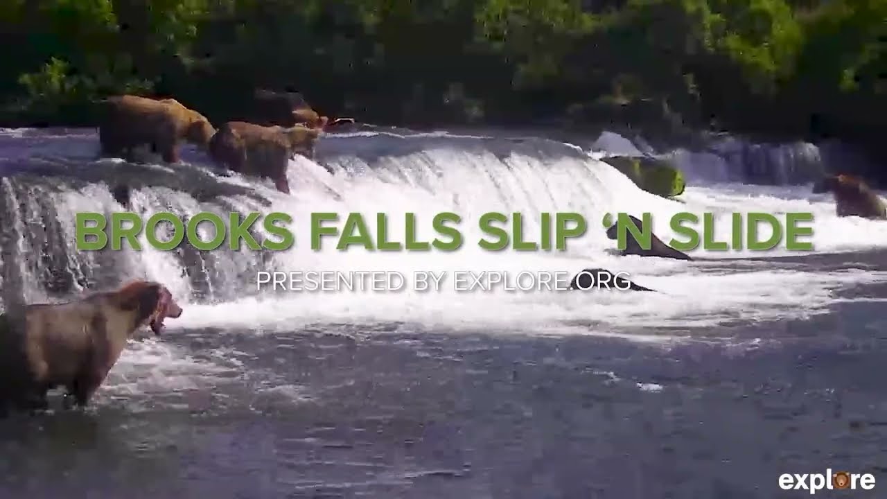 Bears Falling off Brooks Falls  Vol 4