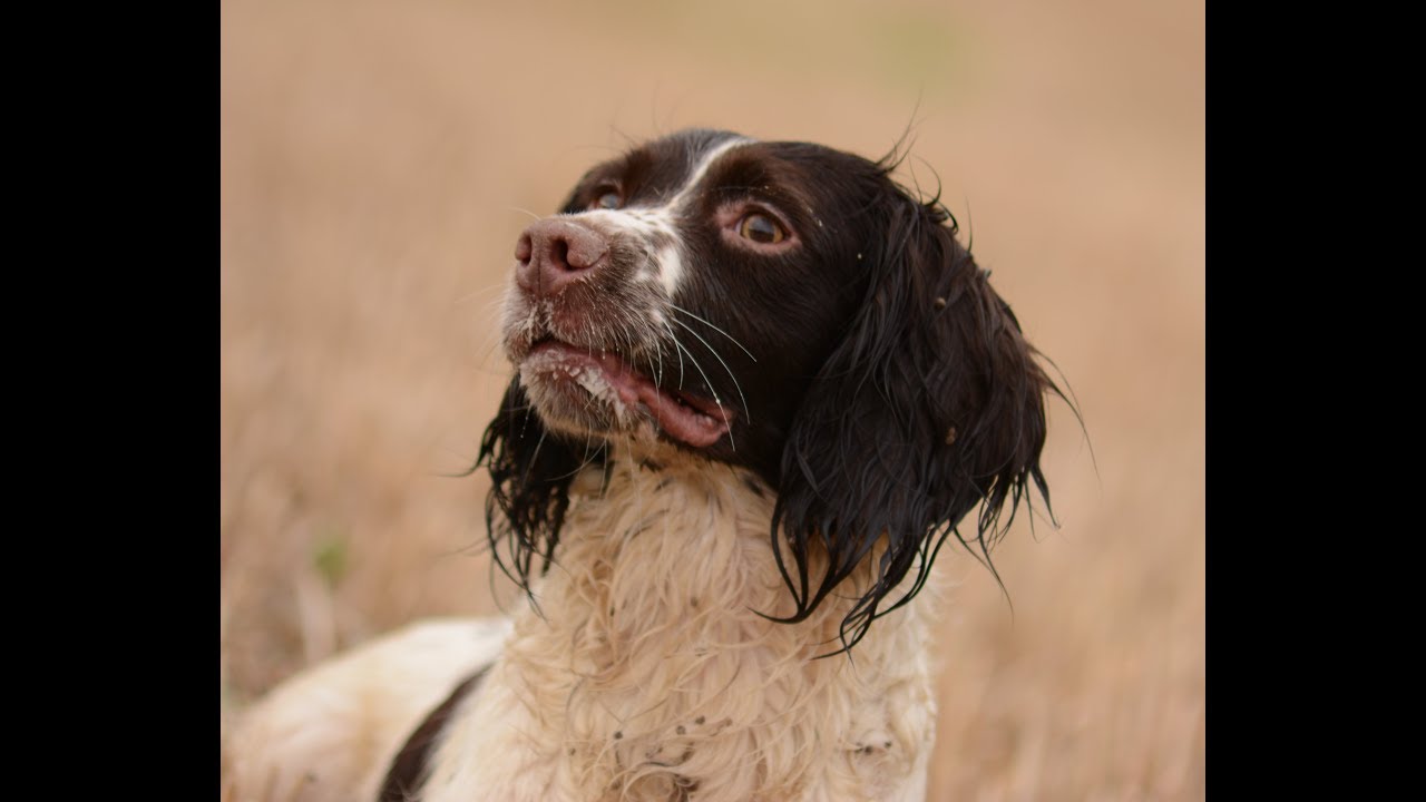 Springer Spaniel training.Retrieve on command.