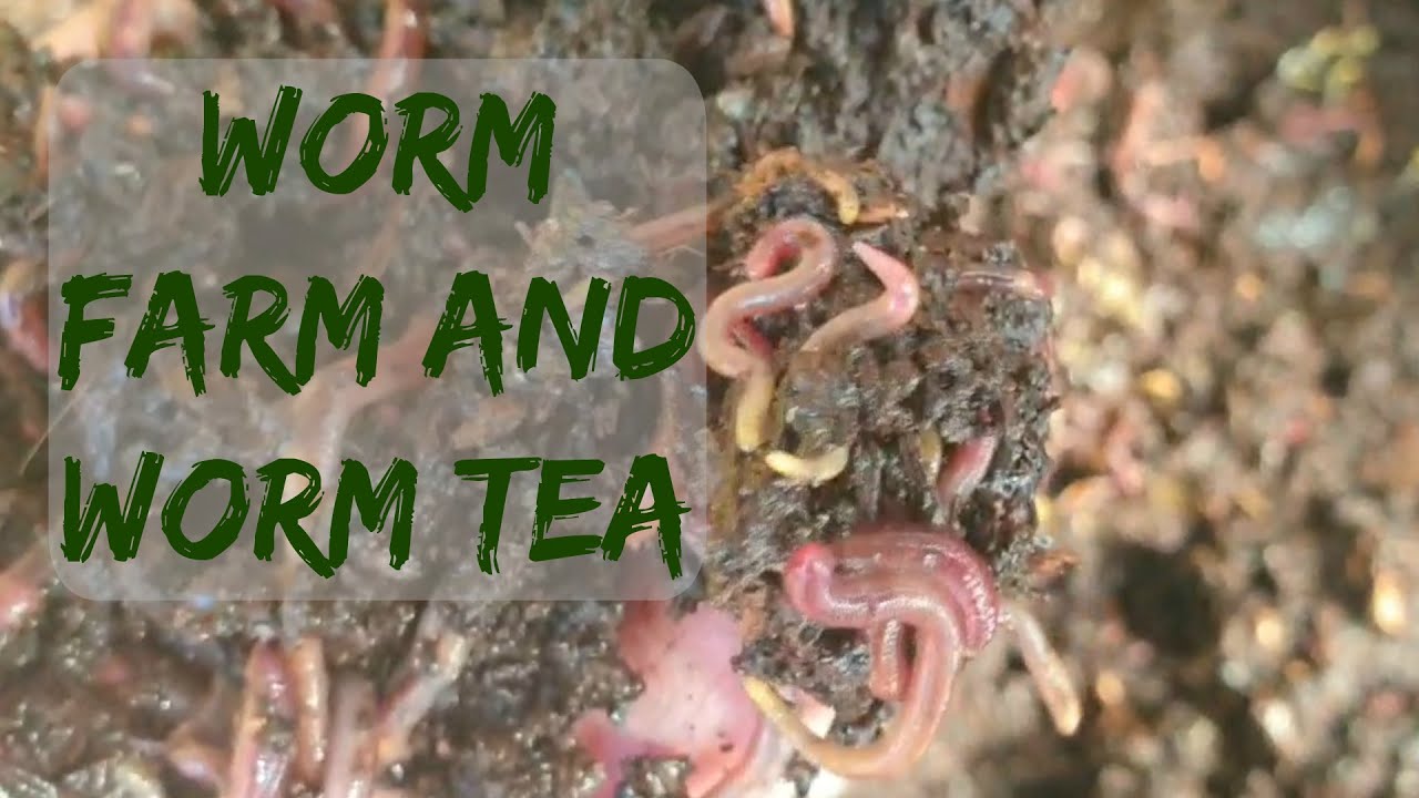Worm farm and worm tea