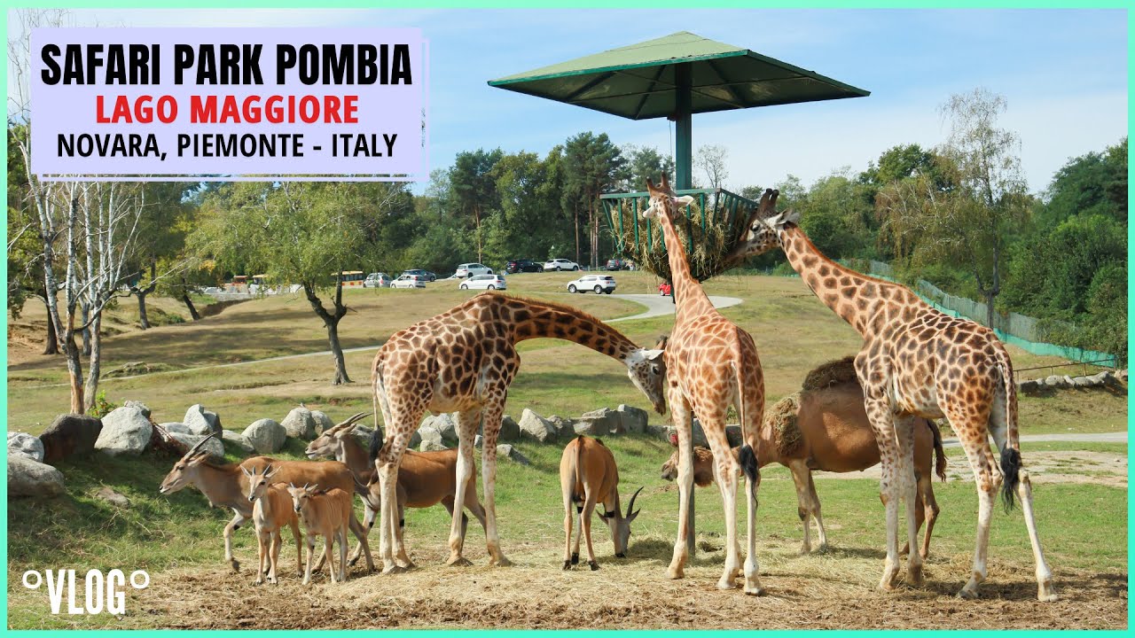 SAFARI PARK POMBIA | Safari Park Lago Maggiore | Zoo Safari |  Novara, Piemonte | Jennel Letizia