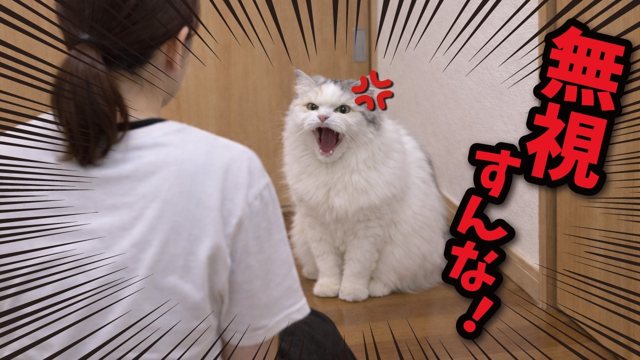 【ブチ切れ】無視し続ける飼い主にイライラが限界に達した猫がこちら