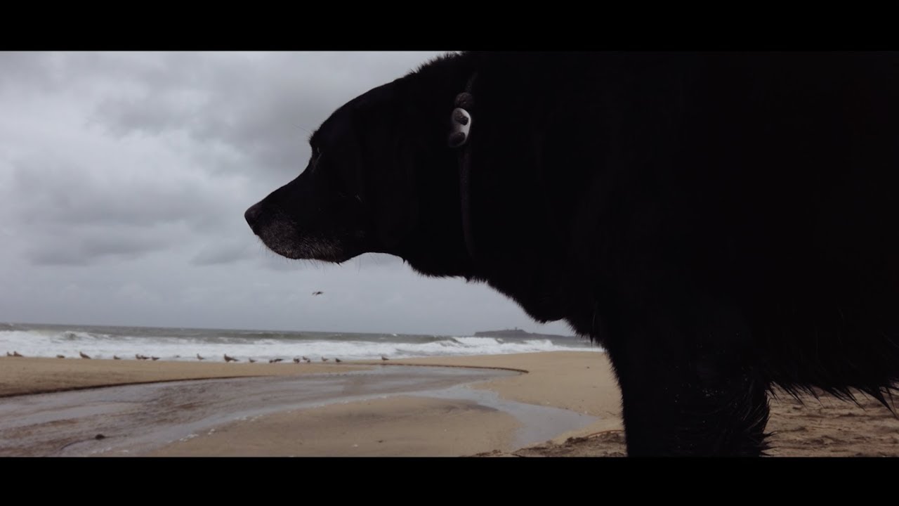 DJI Osmo Pocket Cinematic Footage